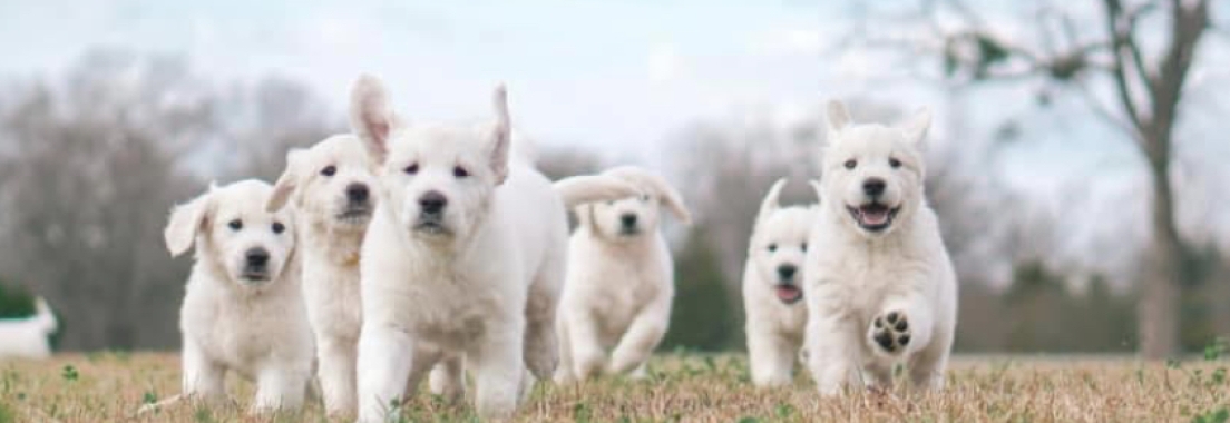 Azalea Lakes Veterinary Clinic