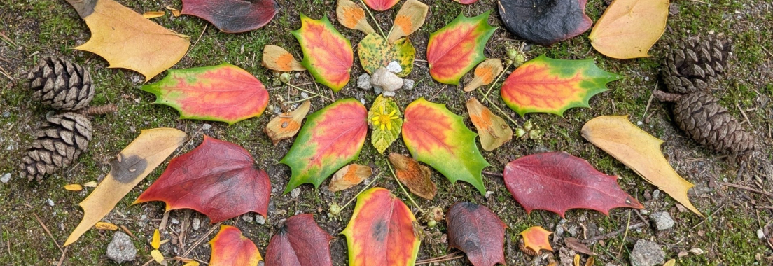 Cait Fogerty at The Counseling Zebra